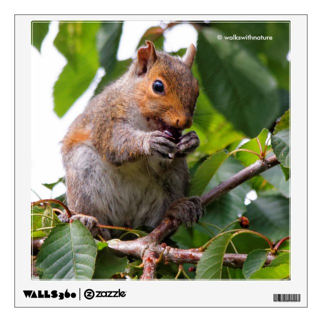 Cute Cherry Picking Eastern Grey Squirrel Wall Decal (Front)