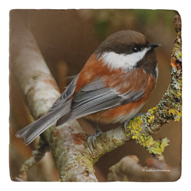 Cute Chestnut-Backed Chickadee on Pear Tree Trivet (Front)