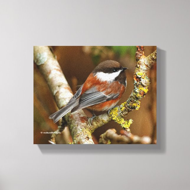 Cute Chestnut-Backed Chickadee on the Pear Tree Canvas Print (Front)