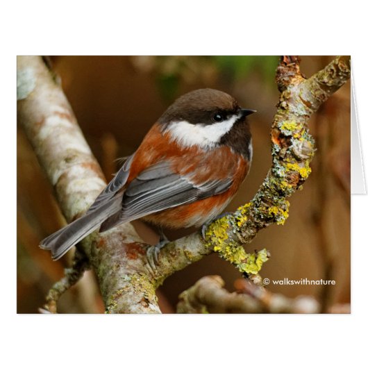 Cute Chestnut-Backed Chickadee Songbird Cards (Front Horizontal)