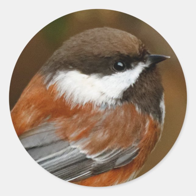 Cute Chestnut-Backed Chickadee Songbird in Tree Classic Round Sticker (Front)