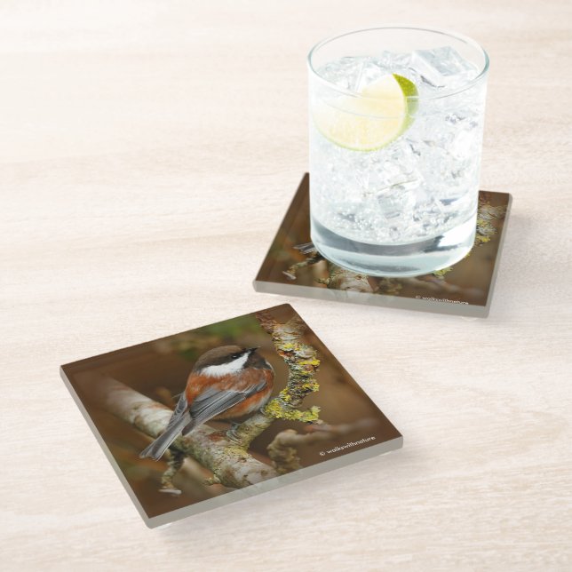 Cute Chestnut-Backed Chickadee Songbird in Tree Glass Coaster (Angled)