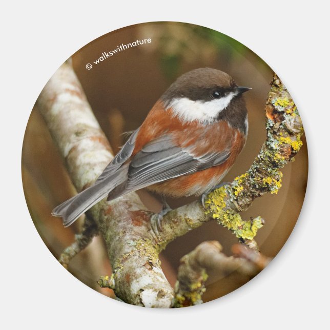 Cute Chestnut-Backed Chickadee Songbird in Tree Magnet (Front)