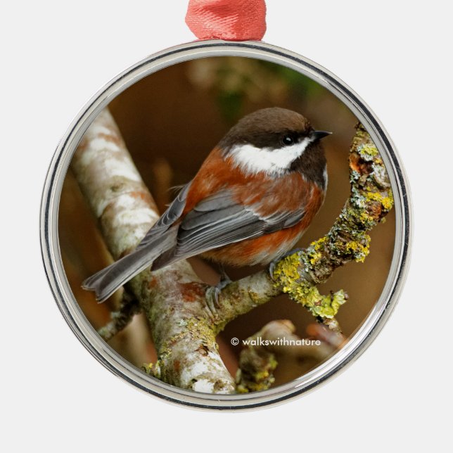 Cute Chestnut-Backed Chickadee Songbird in Tree Metal Ornament (Front)