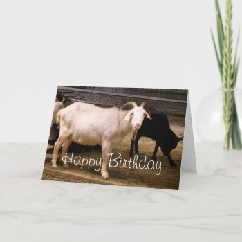 Cute Chewing Goat Birthday Greeting Card by fotoplus at Zazzle