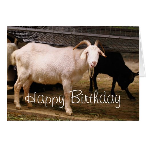 Cute Chewing Goat Birthday Greeting Card | Zazzle