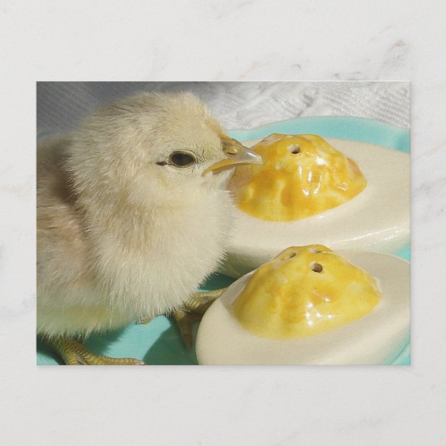 Cute Chick and Deviled Eggs  Postcard (Front)