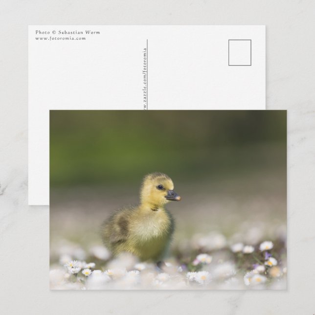 Cute Chick Nature Photo Postcard (Front/Back)