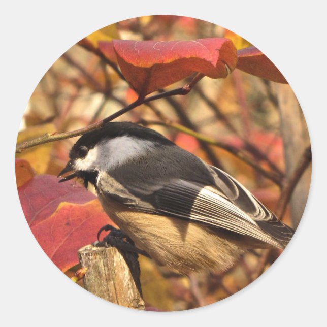 Cute Chickadee Bird with Pink Autumn Leaves Classic Round Sticker (Front)