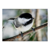 Cute Chickadee in Winter (Front Horizontal)