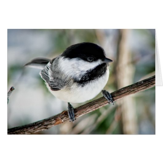 Cute Chickadee in Winter Cards (Front Horizontal)