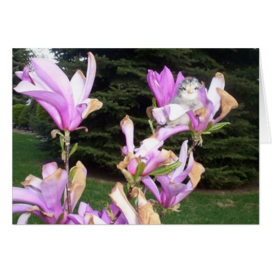 cute chicken in a flower (Front Horizontal)