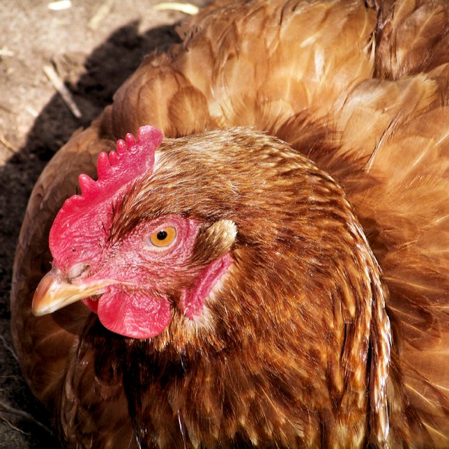 CUTE CHICKEN JIGSAW PUZZLE (Creator Uploaded)