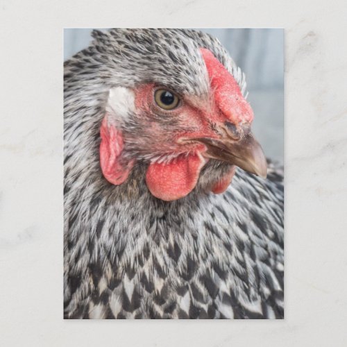 Cute Chicken Photo Black and White Feathers Postcard