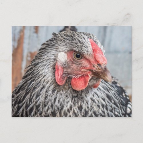 Cute Chicken Photo Black and White Feathers Postcard