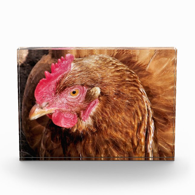 CUTE CHICKEN PHOTO BLOCK (Front)