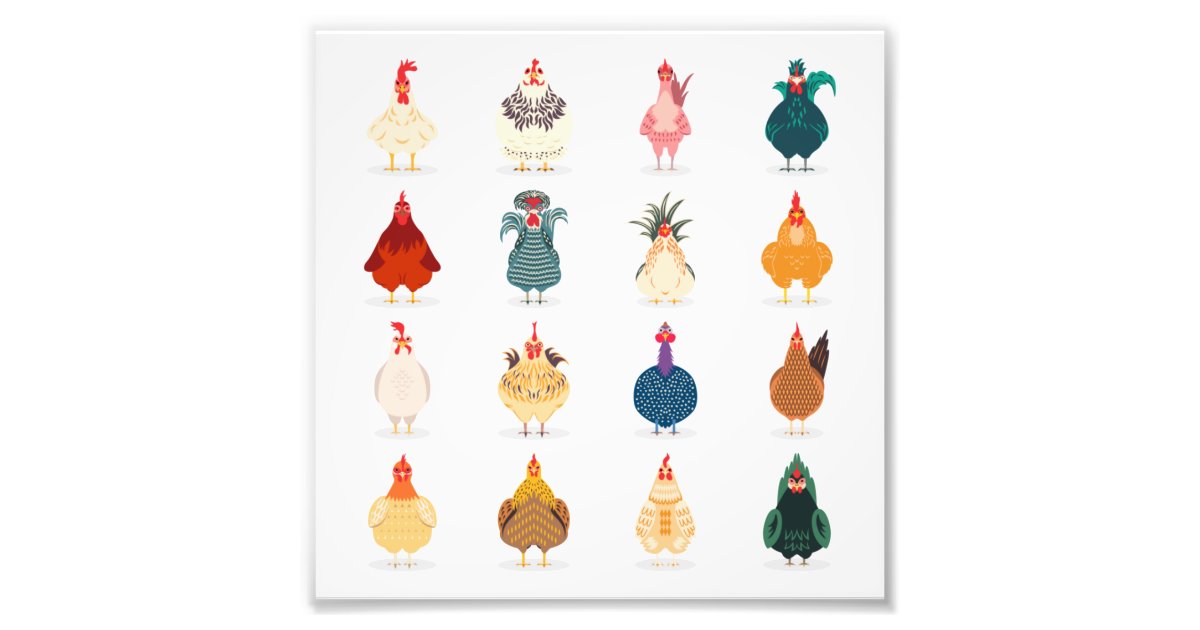 Cute Chicken Photo Print | Zazzle