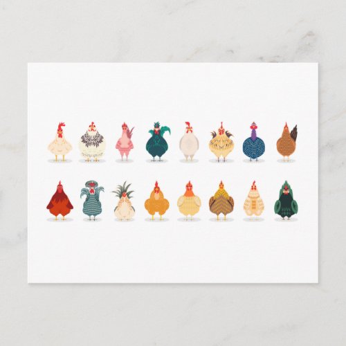 Cute Chicken Postcard