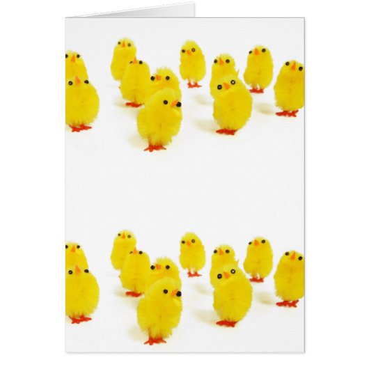 cute chicks cards (Front)