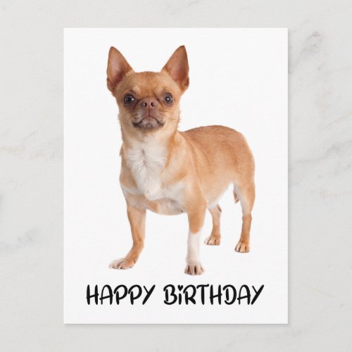 Cute Chihuahua Birthday Puppy Dog  Postcard