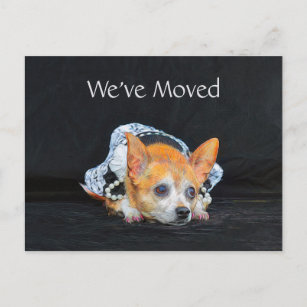 Cute Chihuahua Dog Black Tan Brown Moving Postcard