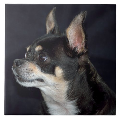 Cute Chihuahua Dog Ceramic Tile