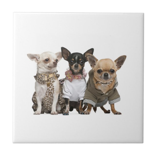 Cute Chihuahua Dogs Tile (Front)