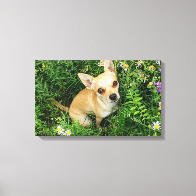 Cute Chihuahua in Grass Meadow Canvas Print (Front)