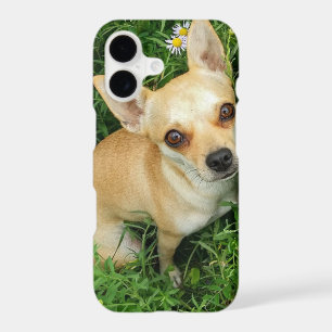 Cute Chihuahua in Grass Meadow iPhone 17 Case