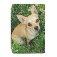 Cute Chihuahua in Grass Meadow