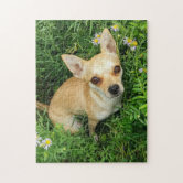 Chihuahua Jigsaw Puzzles for Sale