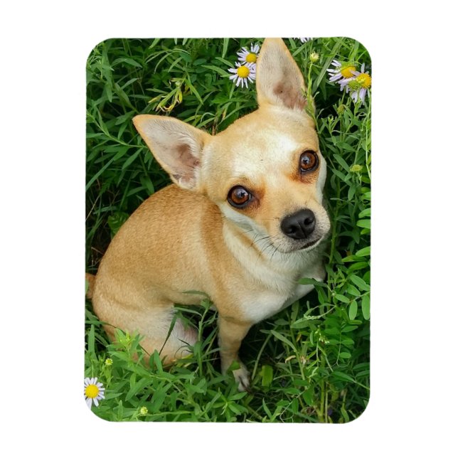 Cute Chihuahua in Grass Meadow Magnet (Vertical)