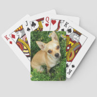 Cute Chihuahua in Grass Meadow