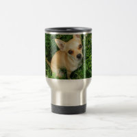 Cute Chihuahua in Grass Meadow