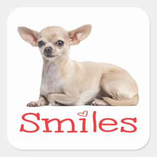 Cute Chihuahua Mom Puppy Dog Rescue Hello Love Square Sticker