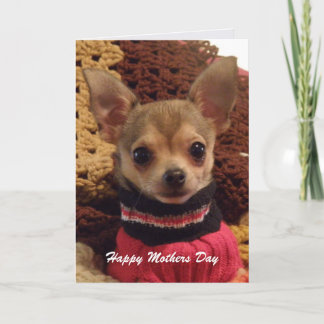 Cute Chihuahua: Mothers Day Card