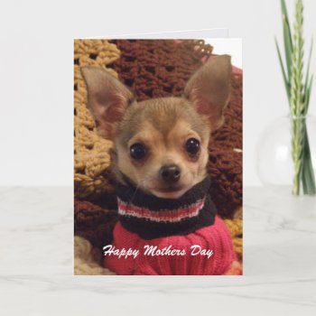 Cute Chihuahua: Mothers Day Card by HolidayFun at Zazzle