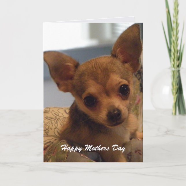 Cute Chihuahua: Mothers Day Card (Front)