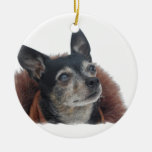 Cute Chihuahua Ornament at Zazzle