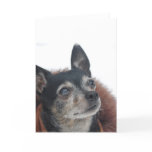 Cute Chihuahua Photos Greeting Card