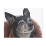 Cute Chihuahua Photos Postcard