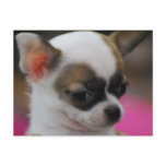 Cute Chihuahua  Postcard