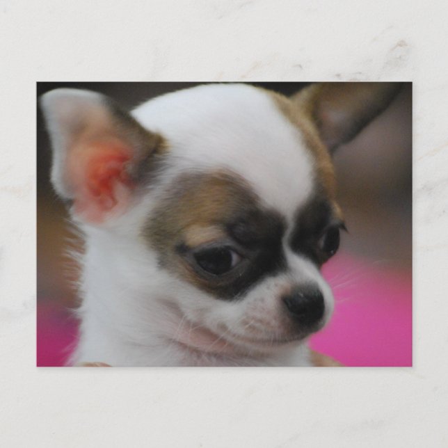 Cute Chihuahua  Postcard (Front)