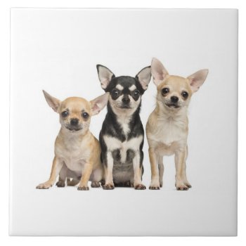 Cute Chihuahua Puppies Ceramic Tile by paul68 at Zazzle