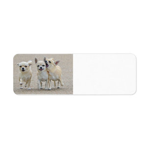 Cute Chihuahua Puppies Label