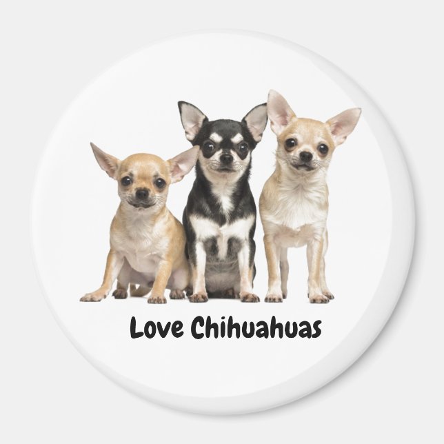 Cute Chihuahua Puppies  Magnet (Front)