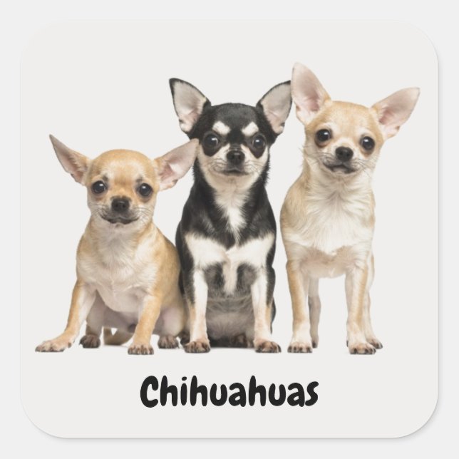 Cute Chihuahua Puppies Square Sticker (Front)