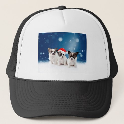 Cute Chihuahua Puppies with Santa Hat Christmas