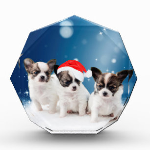 Cute Chihuahua Puppies with Santa Hat Christmas Award