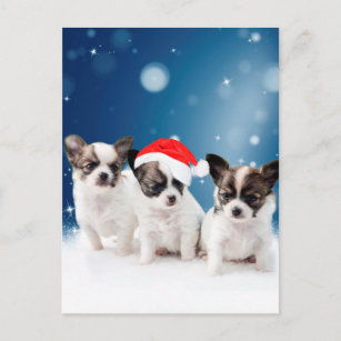 Cute Chihuahua Puppies with Santa Hat Christmas Holiday Postcard